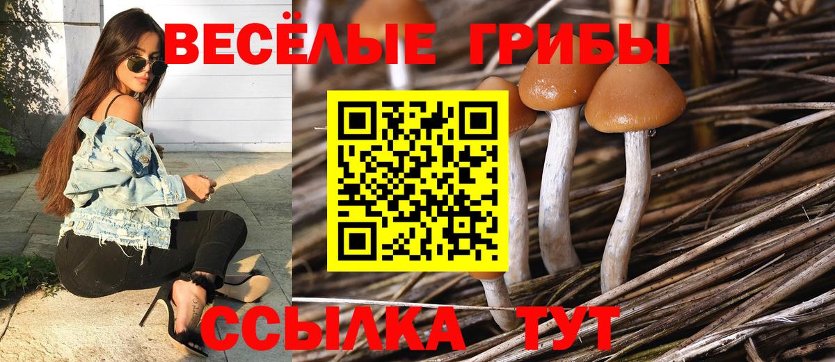 Заволжье  Псилоцибиновые грибы мицелий  Вход с VPN 
